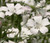 Agrostemma White Agrostemma Githago Bianca Seeds
