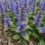 Ajuga Bugleweed Ajuga Reptans Seeds 