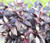 Alternanthera Purple Knight Alternanthera Dentata Seeds 