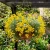 Alyssum Basket of Gold Aurinia Saxatilis Seeds