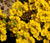 Alyssum Mountain Gold Alyssum Montanum Seeds