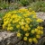 Alyssum Mountain Gold Alyssum Montanum Seeds