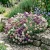 Alyssum Paletta Mix Lobularia Maritima Seeds