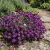  Alyssum Violet Queen Lobularia Maritima Seeds