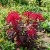 Amaranthus Early Splendor Amaranthus Tricolor Seeds 