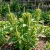 Amaranthus Green Thumb Amaranthus Hypochondriacus Seeds