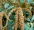 Amaranthus Hot Biscuits Amaranthus Cruentus Seeds