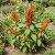 Amaranthus Hot Biscuits Amaranthus Cruentus Seeds