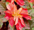 Amaranthus Illumination Amaranthus Tricolor Seeds 
