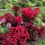 Amaranthus Molten Fire Amaranthus Tricolor Seeds