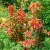 Amaranthus Perfecta Amaranthus Tricolor Seeds