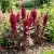 Amaranthus Pygmy Torch Amaranthus Hypochondriacus Seeds