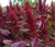 Amaranthus Red Spike Amaranthus Cruentus Seeds 