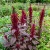 Amaranthus Red Spike Amaranthus Cruentus Seeds 