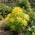 Amaranthus Yellow Amaranthus Tricolor Seeds