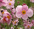 Anemone Pink Saucer Anemone Hupehensis Seeds