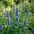 Anise Hyssop Blue Spike Agastache Foeniculum Seeds