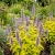 Anise Hyssop Golden Jubilee Agastache Foeniculum Seeds
