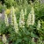 Anise Hyssop Snow Spike Agastache Foeniculum Seeds