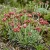 Antennaria Pussytoes Red Antennaria Dioica Rubra Seeds 