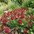 Anthyllis Red Carpet Anthyllis Vulneraria Coccinea Seeds 