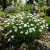 Arenaria Mountain Sandwort Arenaria Montana Seeds