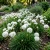 Armeria White Sea Thrift Armeria Maritima Alba Seeds