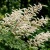 Aruncus Noble Spirits Aruncus Aethusifolius Seeds