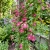 Asarina Climbing Snapdragon Rose Asarina Scandens Seeds 