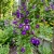 Asarina Climbing Snapdragon Violet Asarina Scandens Seeds