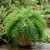 Asparagus Fern Asparagus Densiflorus Sprengeri Seeds