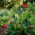 Asparagus Pea Lotus Tetragonolobus Seeds