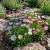 Aster Alpine Mix Aster Alpinus Seeds 