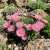 Aster Alpine Pink Aster Alpinus Seeds