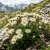 Aster Alpine White Aster Alpinus Seeds