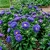 Aster Dwarf Milady Blue Callistephus Chinensis Seeds 