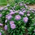 Aster Dwarf Milady Lilac Callistephus Chinensis Seeds
