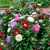 Aster Dwarf Milady Mixed Callistephus Chinensis Seeds