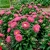 Aster Dwarf Milady Rose Callistephus Chinensis Seeds
