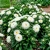 Aster Dwarf Milady White Callistephus Chinensis Seeds