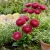 Aster Gremlin Double Dark Rose Callistephus Chinensis Seeds