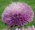 Aster Gremlin Double Lavender Callistephus Chinensis Seeds