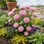 Aster Gremlin Double Light Rose Callistephus Chinensis Seeds
