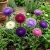 Aster Gremlin Double Mix Callistephus Chinensis Seeds