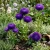 Aster Gremlin Double Violet Callistephus Chinensis Seeds