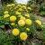 Aster Gremlin Double Yellow Callistephus Chinensis Seeds