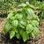 Basil Italian Large Leaf Ocimum Basilicum Seeds