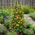 Black Eyed Susan Vine Thunbergia Alata Seeds