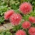 Aster Needle Unicum Salmon Callistephus Chinensis Seeds 