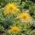 Aster Needle Unicum Yellow Callistephus Chinensis Seeds